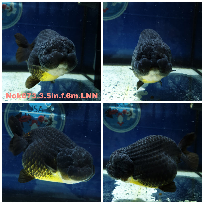 H (NOK-673) Thai Black Ranchu 3.50 inch Body Female 6 Months Age