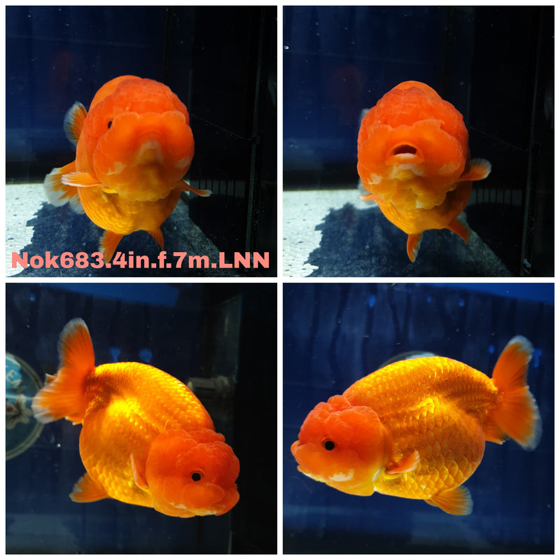 H (NOK-683) Thai Red Ranchu 4.00 inch Body Female 7 Months Age