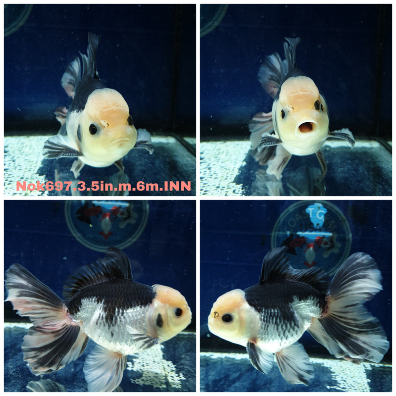 H (NOK-697) Thai Giant Breed Panda Orchid Tail Oranda 3.50 inch Body Male 6 Months Age