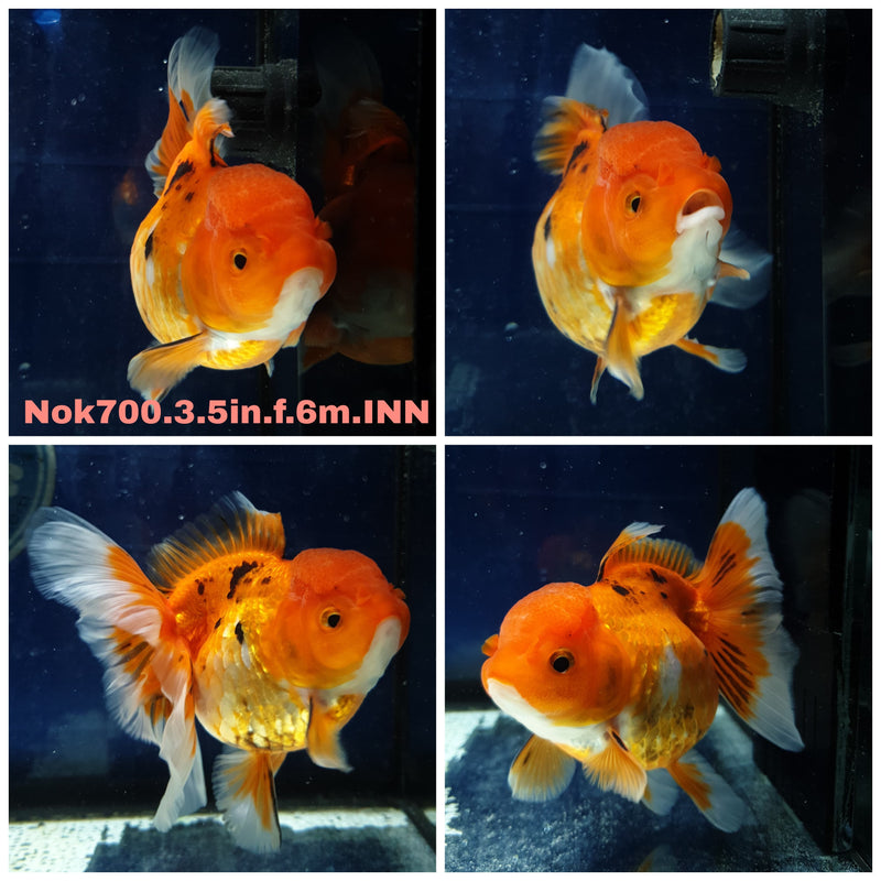H (NOK-700) Thai Red/White Orchid Tail Oranda 3.50 inch Body Female 6 Months Age