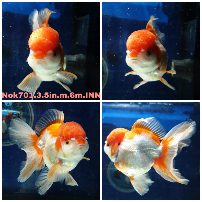 H (NOK-701) Thai Red/White Orchid Tail Oranda 3.50 inch Body Male 6 Months Age