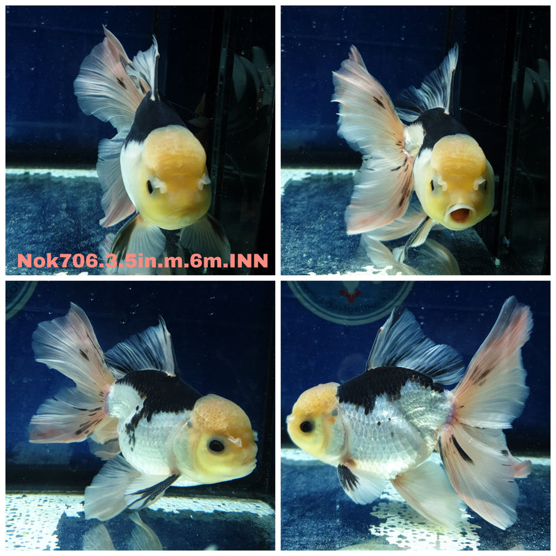 (NOK-706) Thai Giant Breed Panda Orchid Tail Oranda 3.50 inch Body Male 6 Months Age