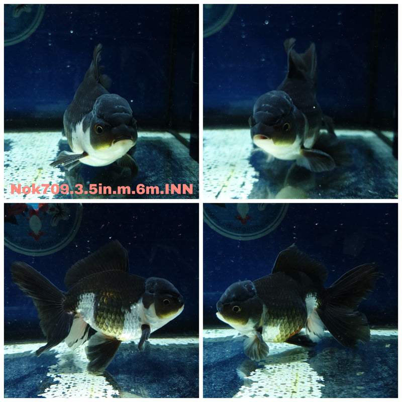 H (NOK-709) Thai Giant Breed Panda Orchid Tail Oranda 3.50 inch Body Male 6 Months Age