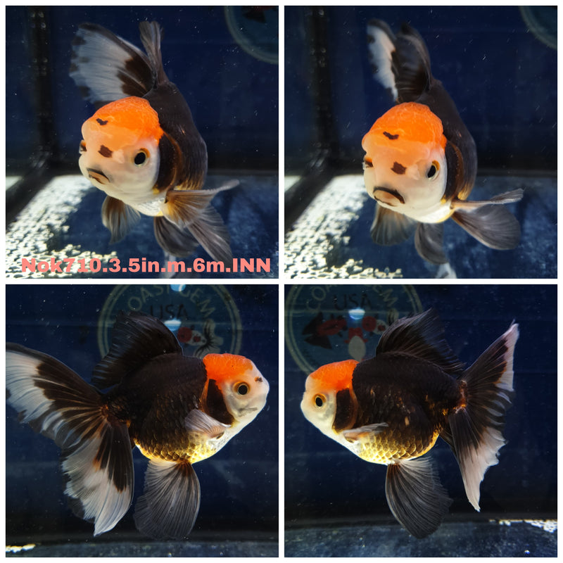 (NOK-710) Thai Apache Orchid Tail Oranda 3.50 inch Body Male 6 Months Age
