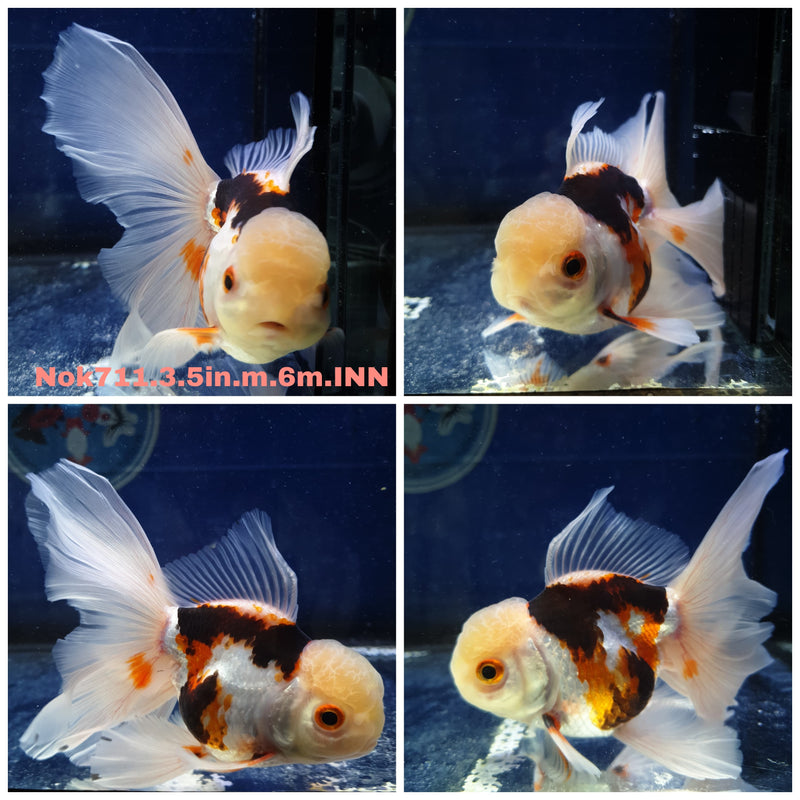 H(NOK-711) Thai Tri Color Orchid Tail Oranda 3.50 inch Body Male 6 Months Age