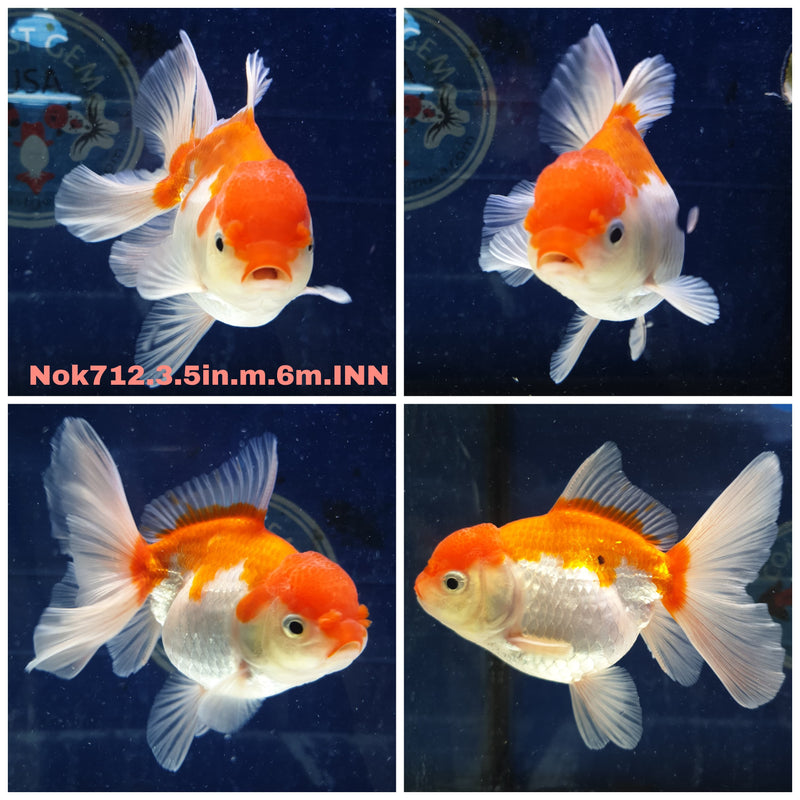 (NOK-712) Thai Red/White Orchid Tail Oranda 3.50 inch Body Male 6 Months Age