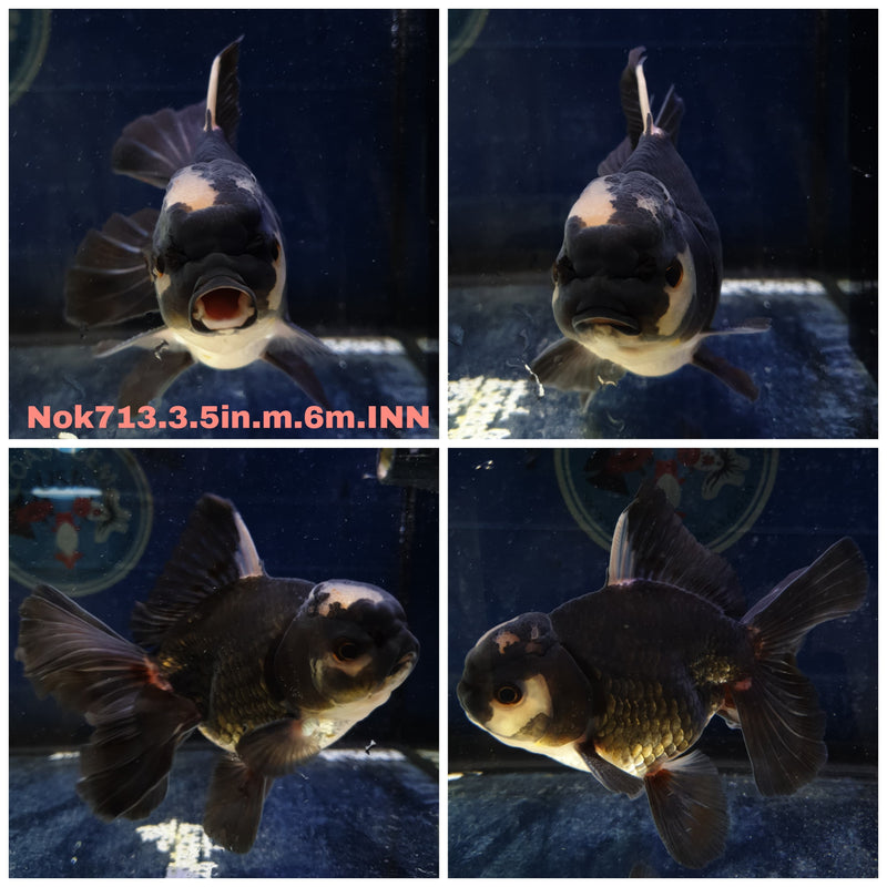 (NOK-713) Thai Panda Orchid Tail Oranda 3.50 inch Body Male 6 Months Age