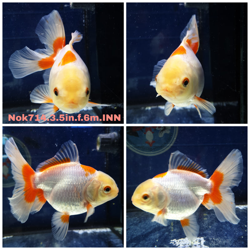 (NOK-714) Thai Giant Breed Red/White Orchid Tail Oranda 3.50 inch Body Female 6 Months Age