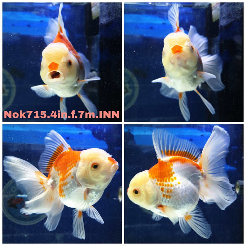 (NOK-715) Thai Red/White Orchid Tail Oranda 4.00 inch Body Female 7 Months Age