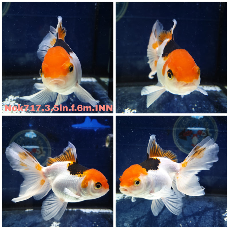 (NOK-717) Thai Giant Breed Tri Color Orchid Tail Oranda 3.50 inch Body Female 6 Months Age