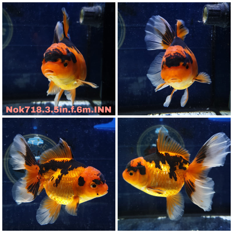 (NOK-718) Thai Giant Breed Apache Orchid Tail Oranda 3.50 inch Body Female 6 Months Age