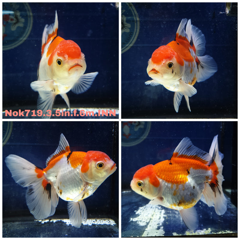 (NOK-719) Thai Red/White Orchid Tail Oranda 3.50 inch Body Female 6 Months Age