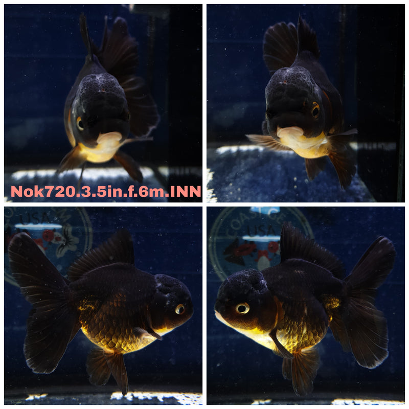 (NOK-720) Thai Giant Breed Apache Orchid Tail Oranda 3.50 inch Body Female 6 Months Age