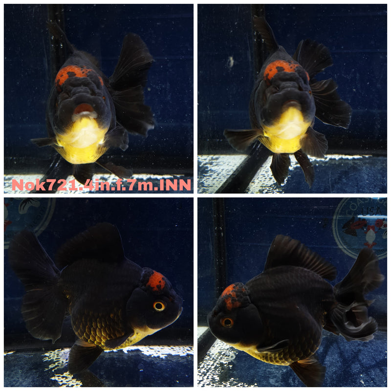 X (NOK-721) Thai Giant Breed Black Red Head Orchid Tail Oranda 3.50 inch Body Female 7 Months Age