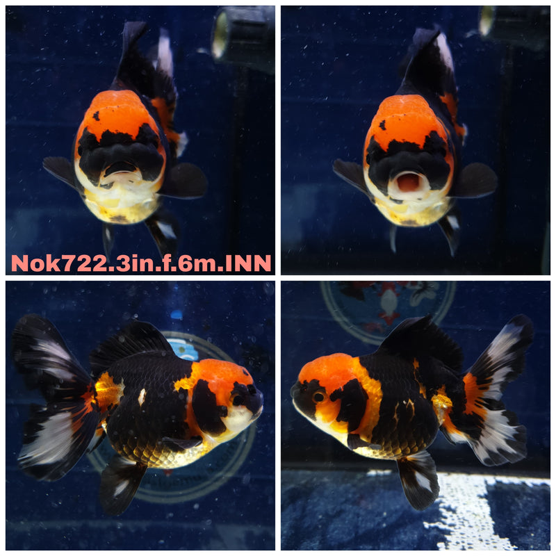 H(NOK-722) Thai Giant Breed Apache Orchid Tail Oranda 3.00 inch Body Female 6 Months Age