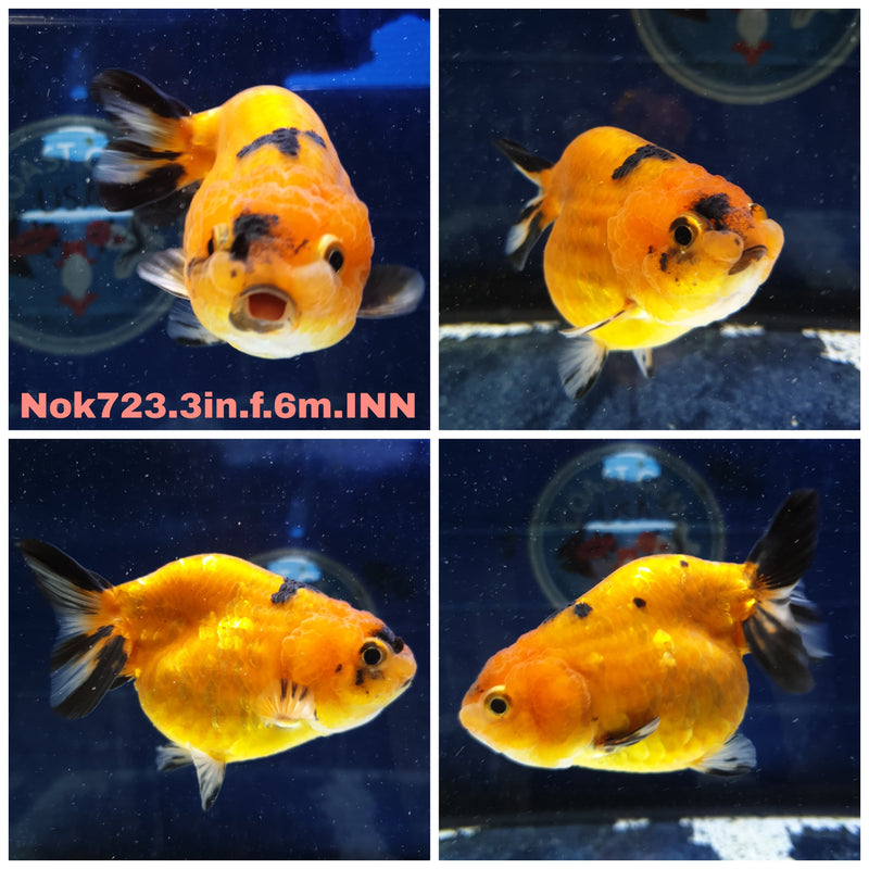 (NOK-723) Thai Red Tiger Calico Ranchu 3.00 inch Body Female 6 Months Age