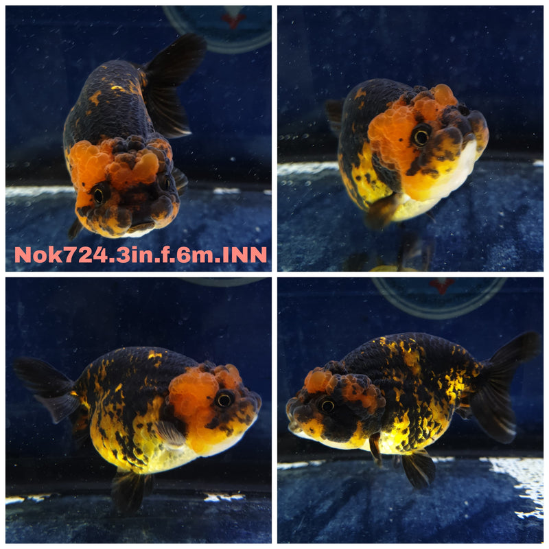 H(NOK-724) Thai Red Tiger Calico Ranchu 3.00 inch Body Female 6 Months Age
