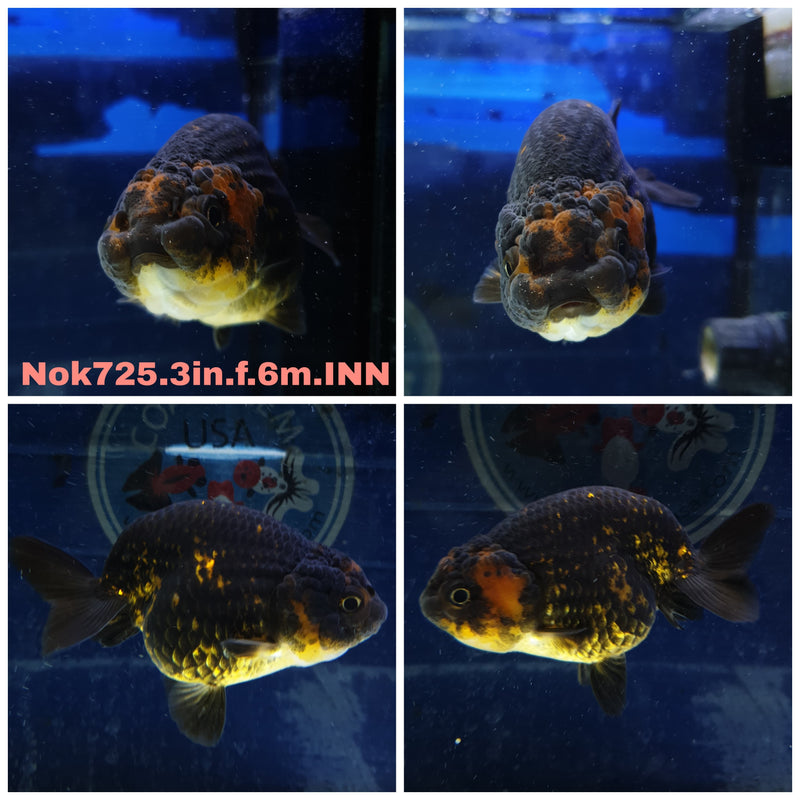 (NOK-725) Thai Red Tiger Calico Ranchu 3.00 inch Body Female 6 Months Age