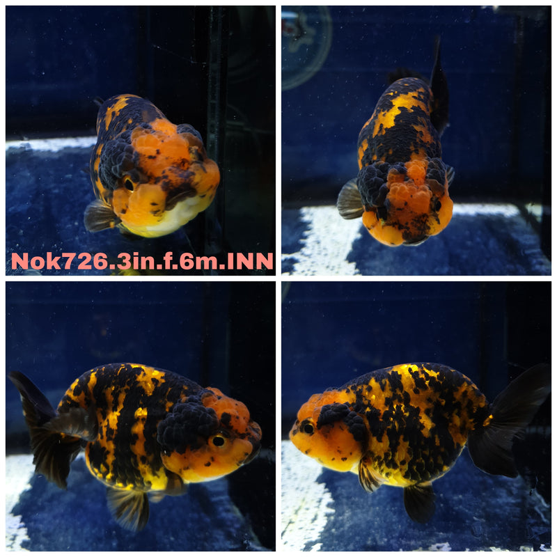 H(NOK-726) Thai Red Tiger Calico Ranchu 3.00 inch Body Female 6 Months Age