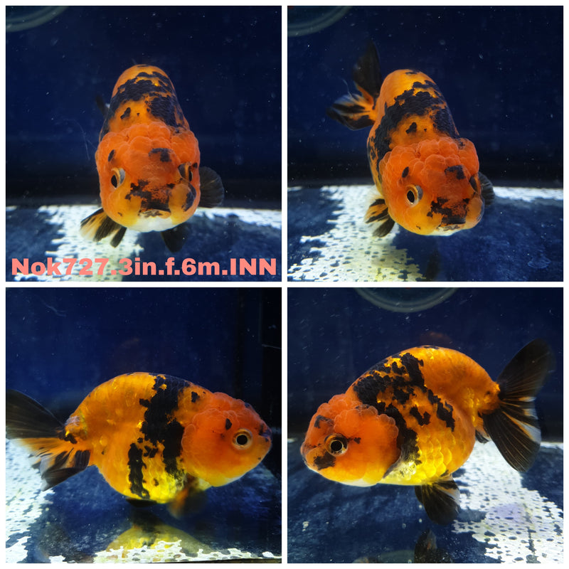 (NOK-727) Thai Red Tiger Calico Ranchu 3.00 inch Body Female 6 Months Age