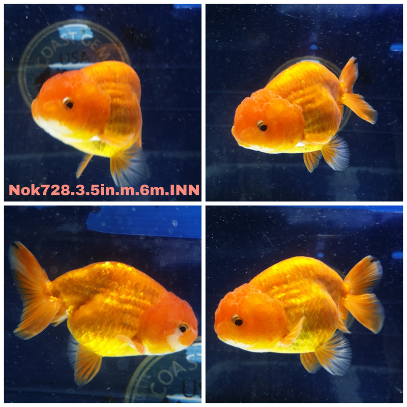 H(NOK-728) Thai Red Ranchu 3.50 inch Body Male 6 Months Age