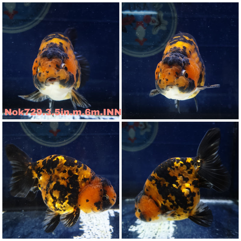 H(NOK-729) Thai Red Tiger Calico Ranchu 3.50 inch Body Male 6 Months Age