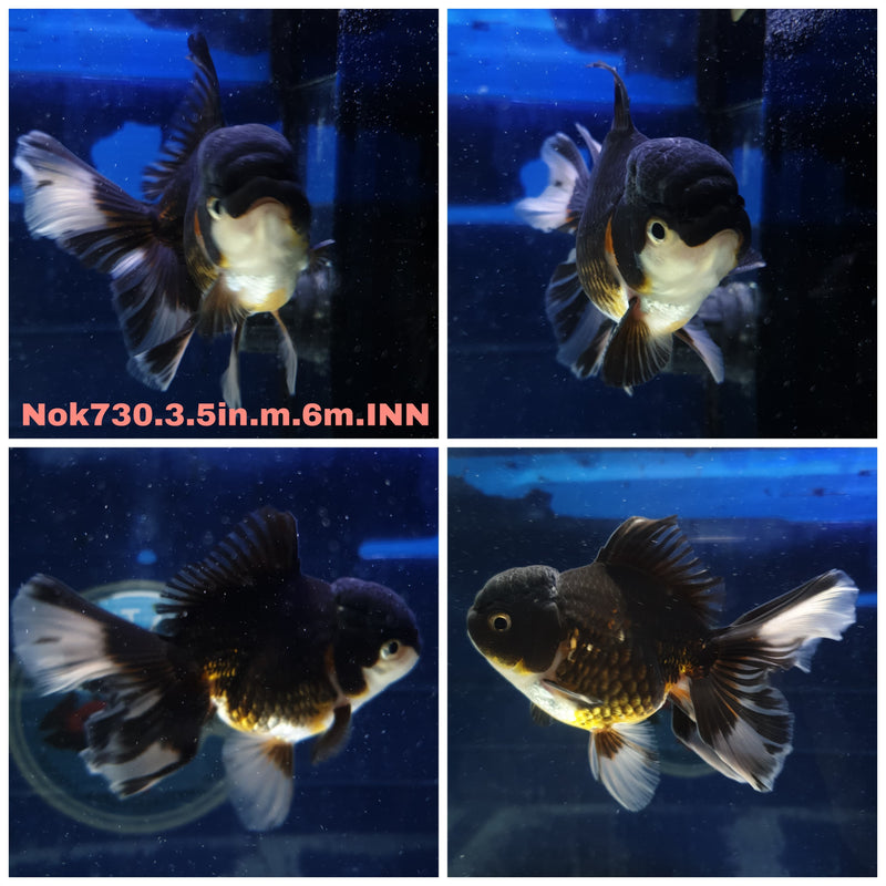 (NOK-730) Thai Apache Orchid Tail Oranda 3.50 inch Body Male 6 Months Age