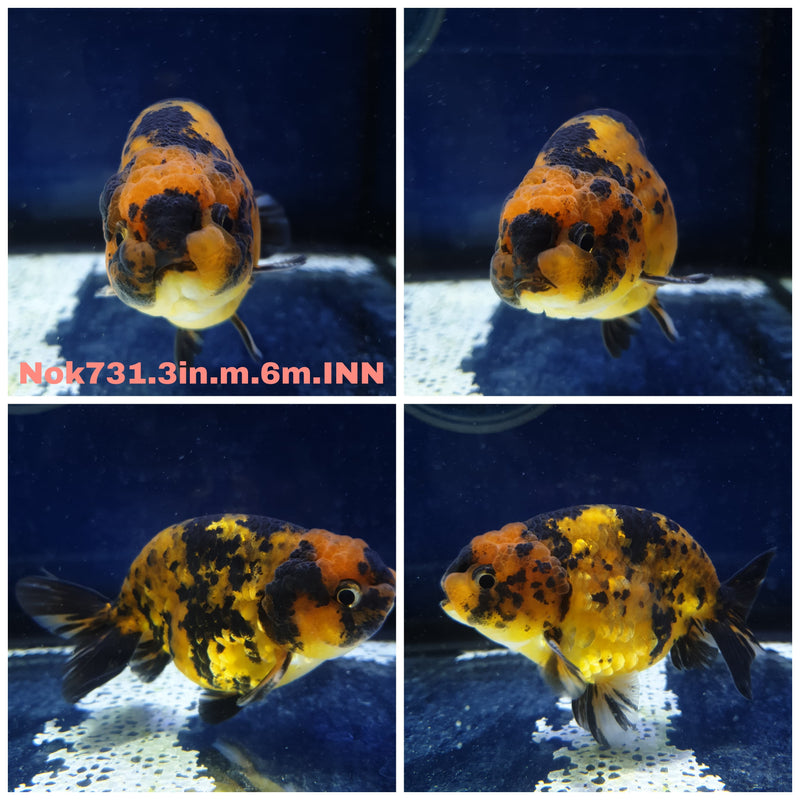 (NNN NOK-731) Thai Red Tiger Calico Ranchu 3.00 inch Body Male 6 Months Age