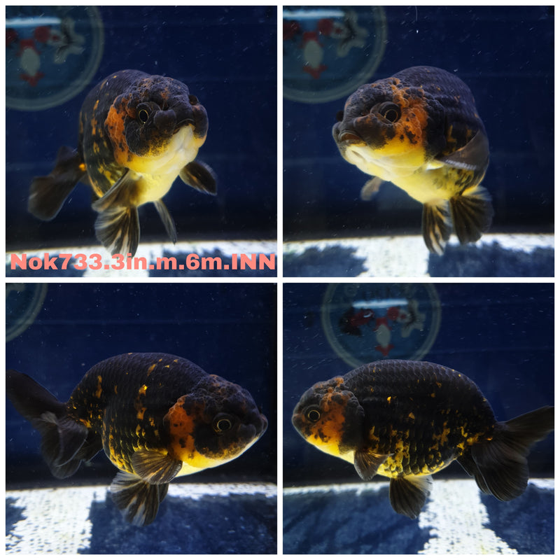 (NOK-733) Thai Red Tiger Calico Ranchu 3.00 inch Body Male 6 Months Age