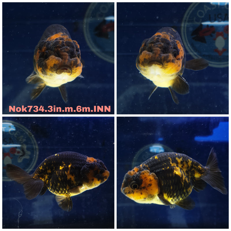 H(NOK-734) Thai Red Tiger Calico Ranchu 3.00 inch Body Male 6 Months Age