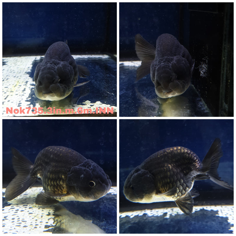 H(NOK-735) Thai Steel Blue Ranchu 3.00 inch Body Male 6 Months Age