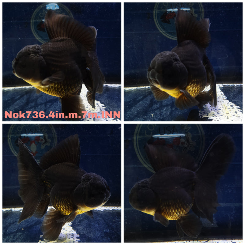 (NOK-736) Thai Black Orchid Tail Oranda 4.00 inch Body Male 7 Months Age