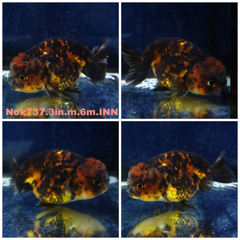 (NOK-737) Thai Red Tiger Calico Ranchu 3.00 inch Body Male 6 Months Age