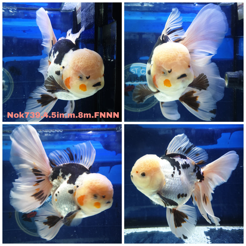 (NOK-739) Thai Jumbo Tri Color Orchid Tail Orand 4.50 inch Body Male 8 Months Age