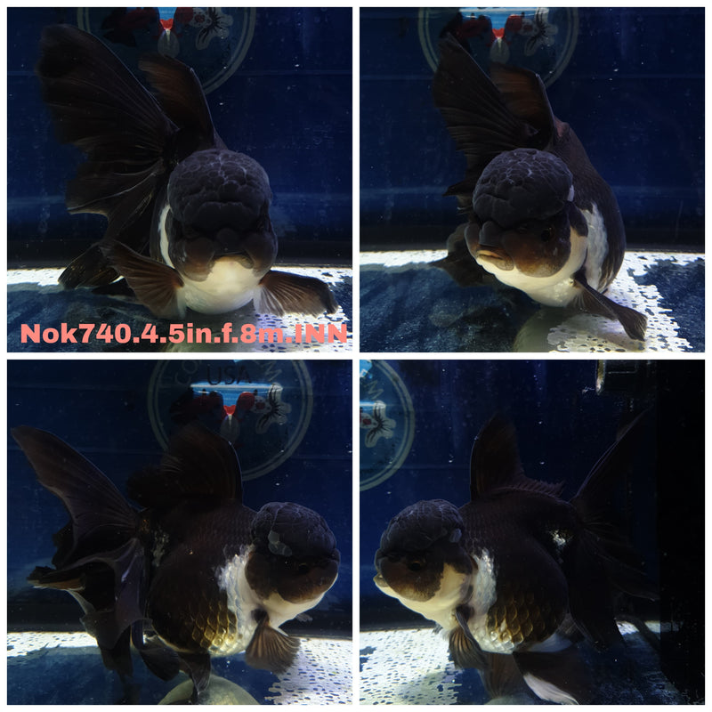 (NOK-740) Thai Jumbo Panda Orchid Tail Orand 4.50 inch Body Female 8 Months Age