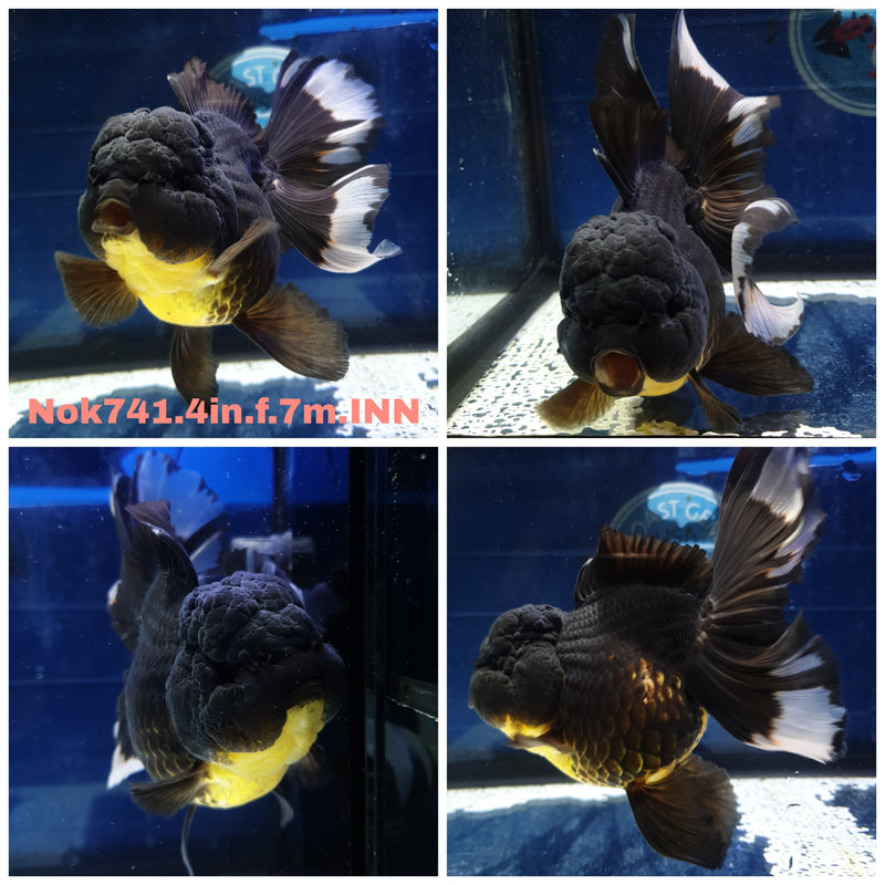 (NOK-741) Thai Black Orchid Tail Oranda 4.00 inch Body Female 7 Months Age