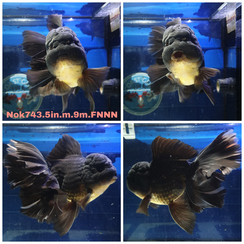 (NOK-743) Thai Jumbo Black Orchid Tail Oranda 5.00 inch Body Male 9 Months Age