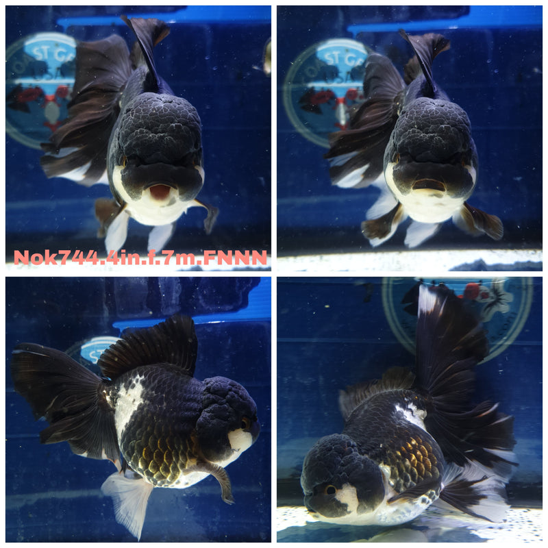 (NOK-744) Tha Panda Orchid Tail Oranda 4.00 inch Body Female 7 Months Age