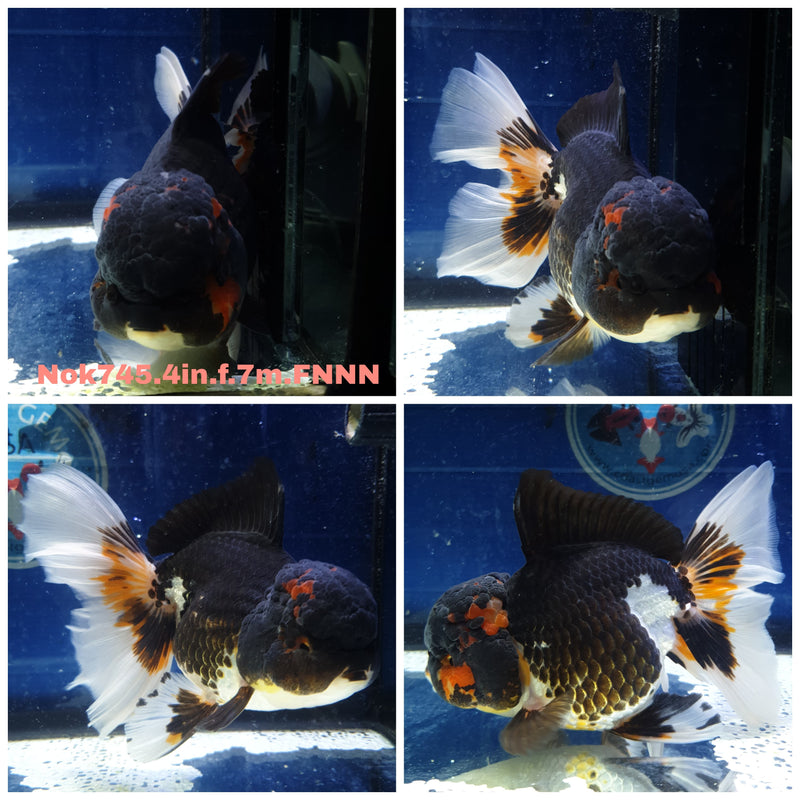 (NOK-745) Thai Tri Color Orchid Tail Oranda 4.00 inch Body Female 7 Months Age