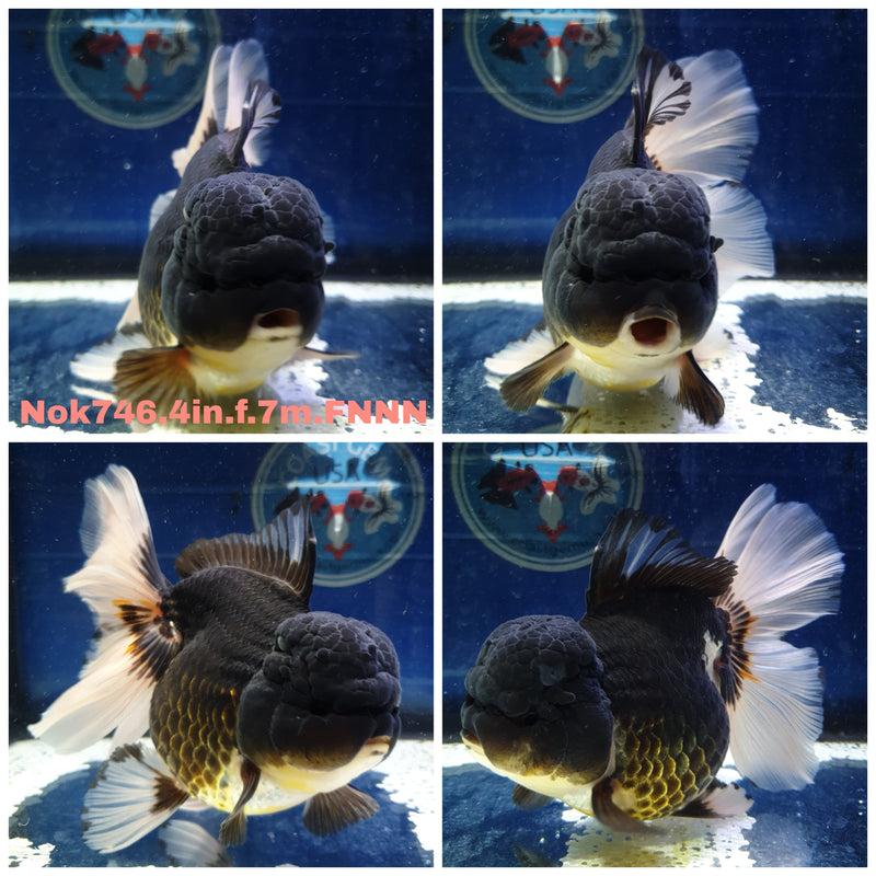 (NOK-746) Thai Panda Orchid Tail Oranda 4.00 inch Body Female 7 Months Age