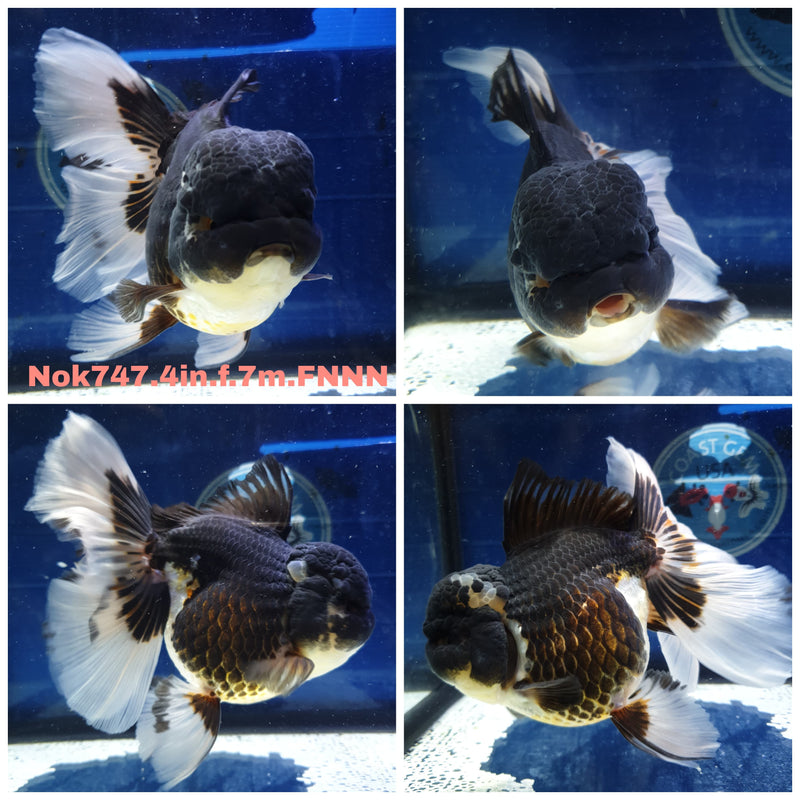 (NOK-747) Thai Panda Orchid Tail Oranda 4.00 inch Body Female 7 Months Age