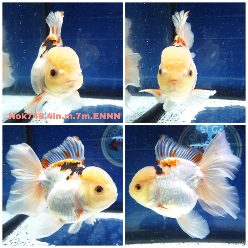 (NOK-748) Thai Tri Color Orchid Tail Oranda 4.00 inch Body Male 7 Months Age