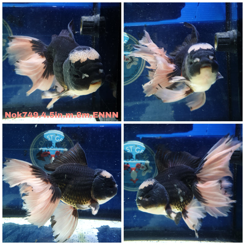 (NOK-749) Thai Jumbo Panda Orchid Tail Oranda 4.50 inch Body Male 8 Months Age