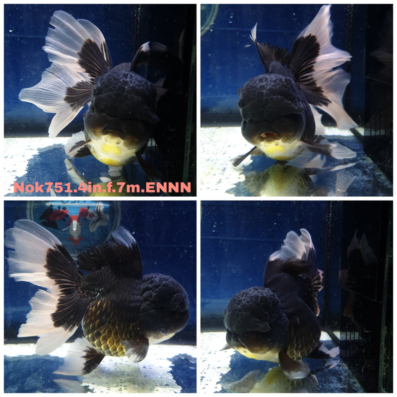 H(NOK-751) Thai Panda Orchid Tail Oranda 4.00 inch Body Female 7 Months Age