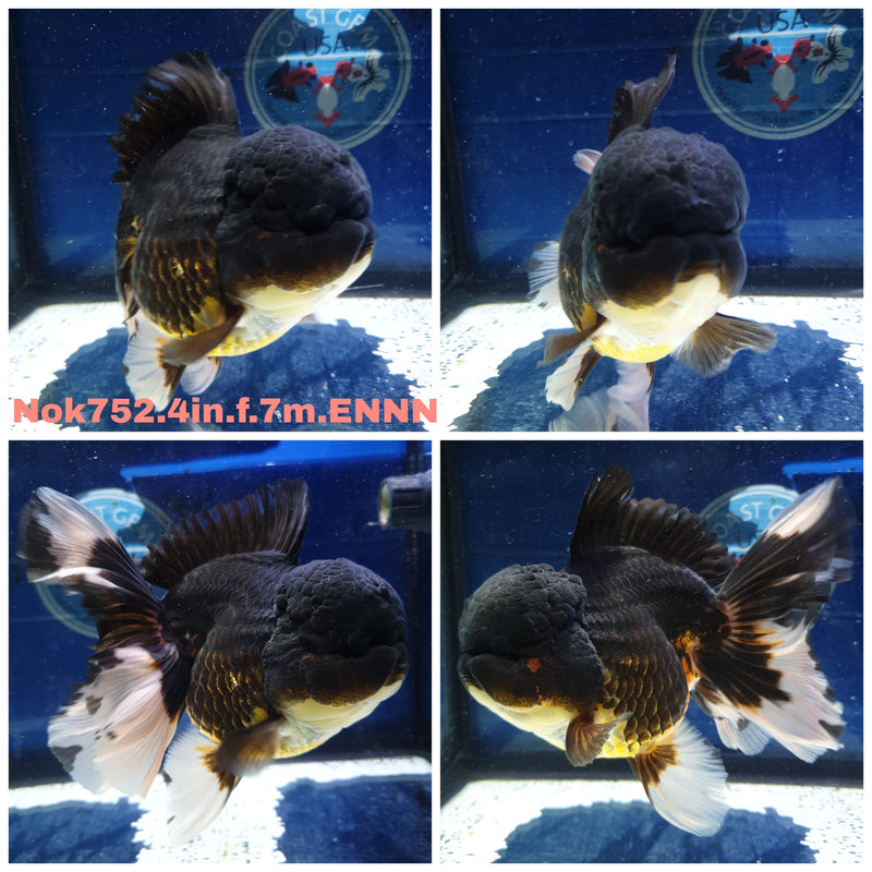 (NOK-752) Thai Apache Orchid Tail Oranda 4.00 inch Body Female 7 Months Age
