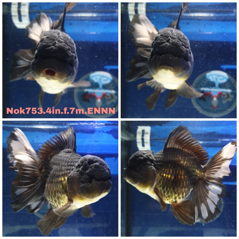 (NOK-753) Thai Black Orchid Tail Oranda 4.00 inch Body Female 7 Months Age
