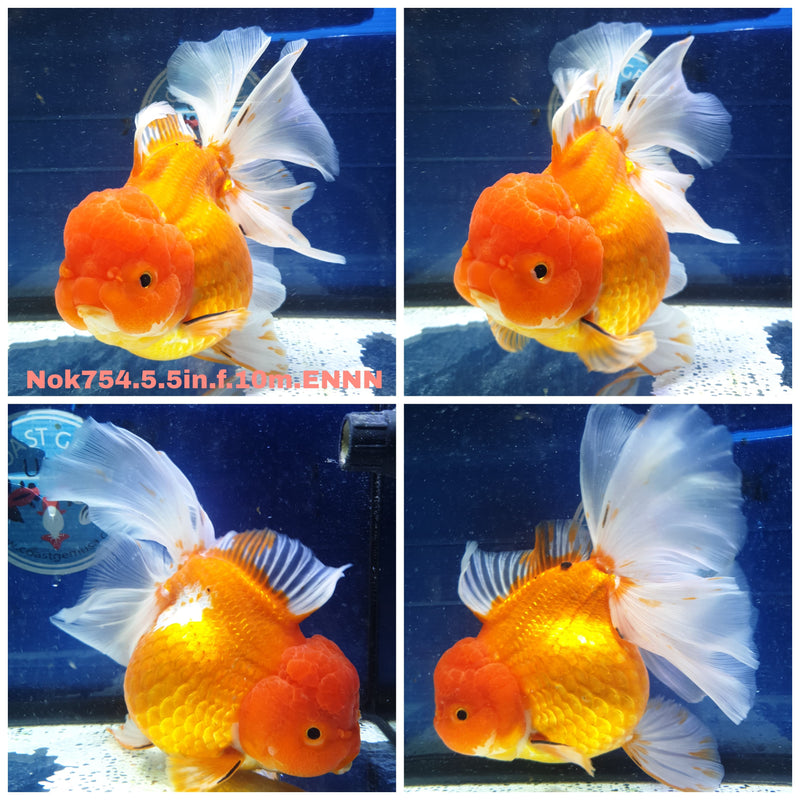 H(NOK-754) Thai Super Jumbo Red/White Orchid Tail Oranda 5.50 inch Body Female 10 Months Age