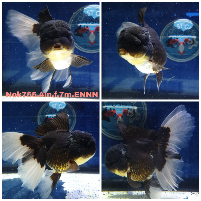 (NOK-755) Thai Apache Orchid Tail Oranda 4.00 inch Body Female 7 Months Age