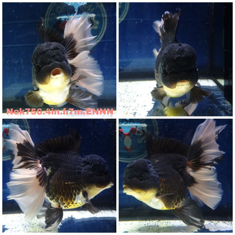 H(NOK-756) Thai Apache Orchid Tail Oranda 4.00 inch Body Female 7 Months Age