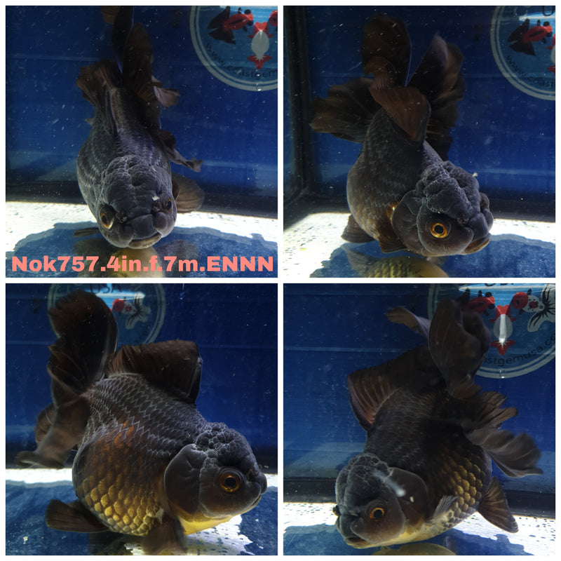 (NOK-757) Thai Black Orchid Tail Oranda 4.00 inch Body Female 7 Months Age